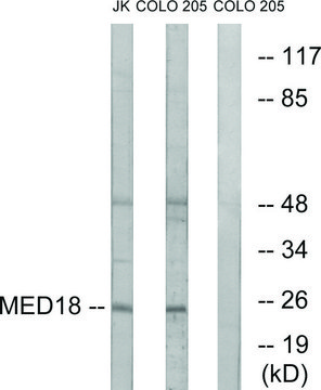 Anti-MED18 antibody produced in rabbit