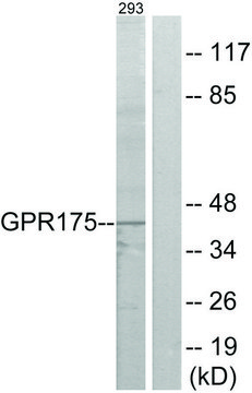 Anti-GPR175 antibody produced in rabbit