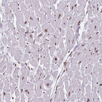 Anti-KPNA3 antibody produced in rabbit