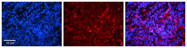 Anti-IRF3 antibody produced in rabbit
