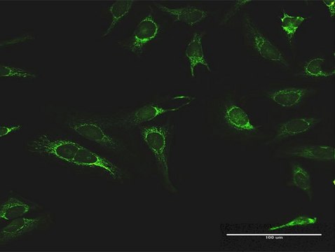 Anti-IMPDH2 antibody produced in rabbit