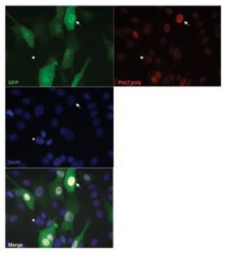 Anti-PAX7 antibody produced in rabbit