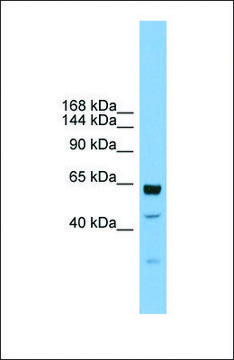 Anti-UMODL1 antibody produced in rabbit