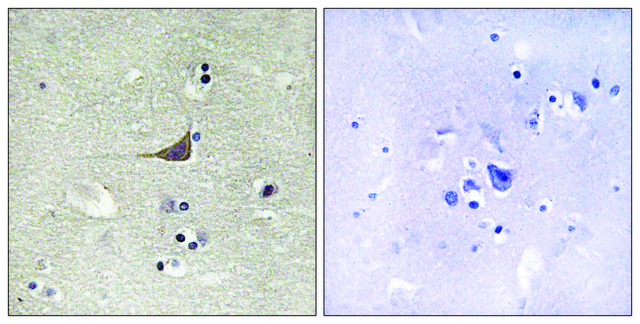 Anti-GPR180 antibody produced in rabbit