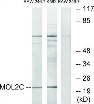 Anti-MOL2C antibody produced in rabbit
