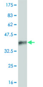 ANTI-LMO2 antibody produced in mouse