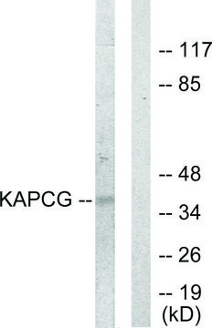 Anti-KAPCG antibody produced in rabbit