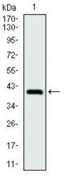 Monoclonal Anti-NEDD8 antibody produced in