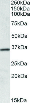Anti-HOXA4 antibody produced in goat