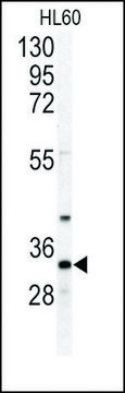 Anti-NTF5 (C-term) antibody produced in