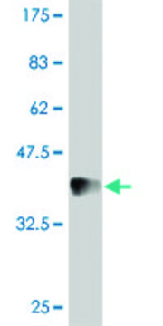ANTI-INDO antibody produced in mouse