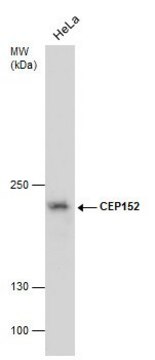 Monoclonal Anti-CEP152 antibody produced in