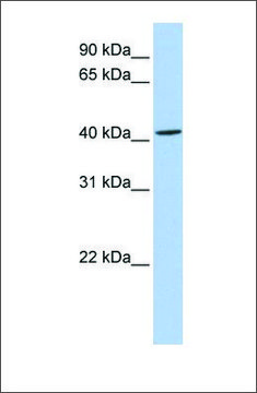 Anti-ARC (ab1) antibody produced in