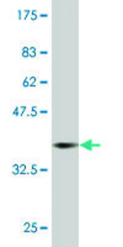 Monoclonal Anti-RAB43 antibody produced in
