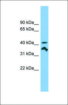 Anti-RRAGC, (N-terminal) antibody produced in