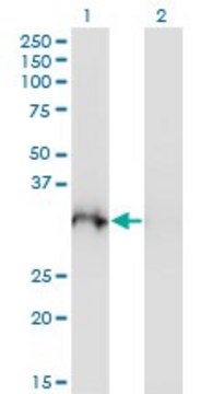 Monoclonal Anti-PLSCR3 antibody produced in