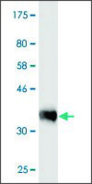 Monoclonal Anti-PRAGMIN antibody produced in