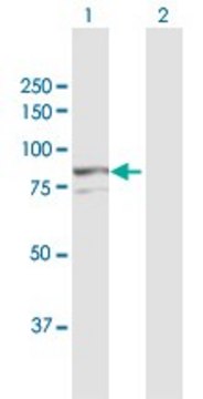Anti-AOC2 antibody produced in rabbit