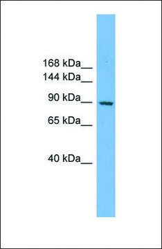 Anti-RAPGEF3, (N-terminal) antibody produced in