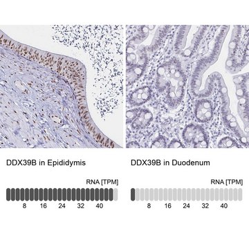 Anti-DDX39B antibody produced in rabbit
