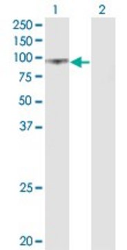 Monoclonal Anti-UMOD antibody produced in