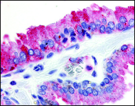Anti-GPR174/JEG18 antibody produced in rabbit