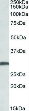 Anti-FGF13 antibody produced in goat