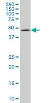 Monoclonal Anti-ENC1 antibody produced in