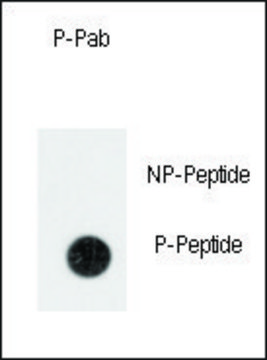 Anti-Phospho-ANTXR1-pY382 antibody produced in rabbit