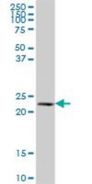 Anti-NAT9 antibody produced in mouse