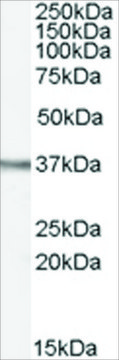 Anti-OGG1 antibody produced in goat