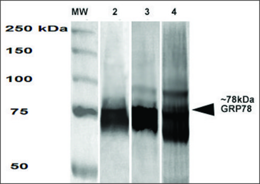 Monoclonal Anti-Grp78 - PerCP antibody