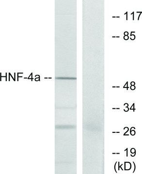Anti-HNF4 antibody produced in rabbit