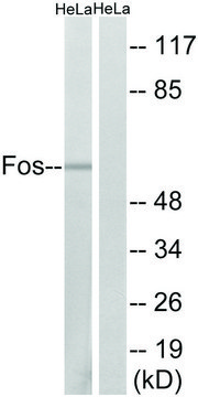 Anti-FOS antibody produced in rabbit