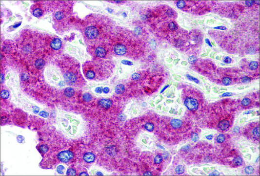 Anti-HSD11B1 antibody produced in rabbit