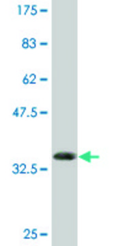 Monoclonal Anti-RXRB antibody produced in
