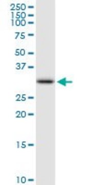 Anti-FBXO6 antibody produced in rabbit