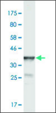 Monoclonal Anti-POGK antibody produced in