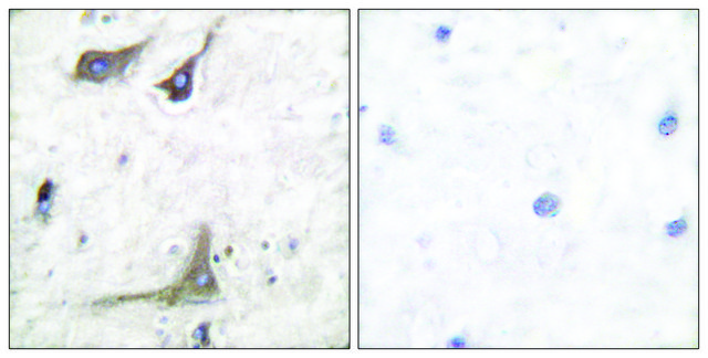 Anti-COX1 antibody produced in rabbit