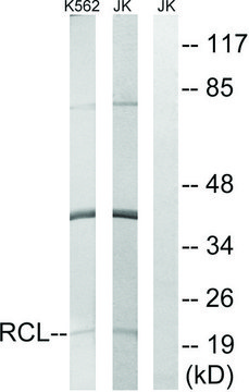 Anti-RCL antibody produced in rabbit