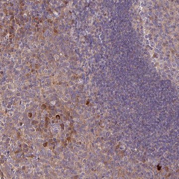 Anti-TNFSF12 antibody produced in rabbit