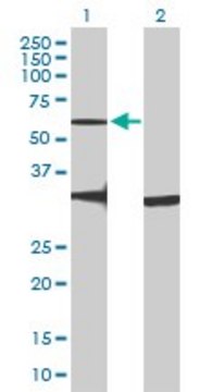 Anti-GPR176 antibody produced in mouse