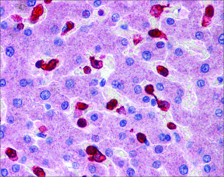 Anti-PRDX2 antibody produced in rabbit