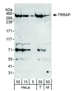 Rabbit anti-TRRAP Antibody, Affinity Purified