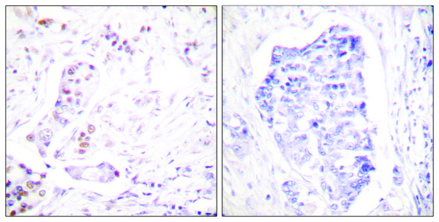 Anti-Cyclin A1 antibody produced in