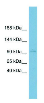 Anti-CLSTN1 (N-terminal) antibody produced in
