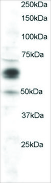 Anti-COX1/PTGS1 antibody produced in goat