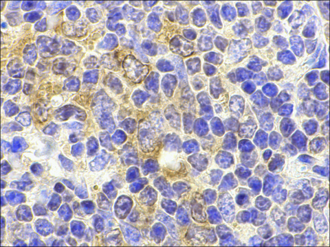Anti-TLR9 antibody produced in rabbit