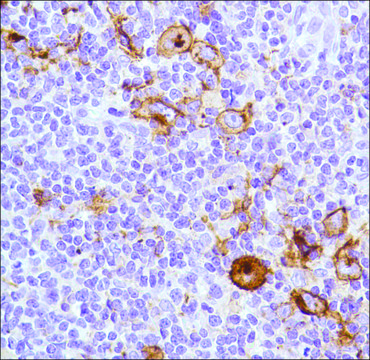 Anti-CD15 antibody, Rabbit monoclonal