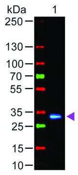 Anti-Human IgG (Fc specific), F(ab?)?